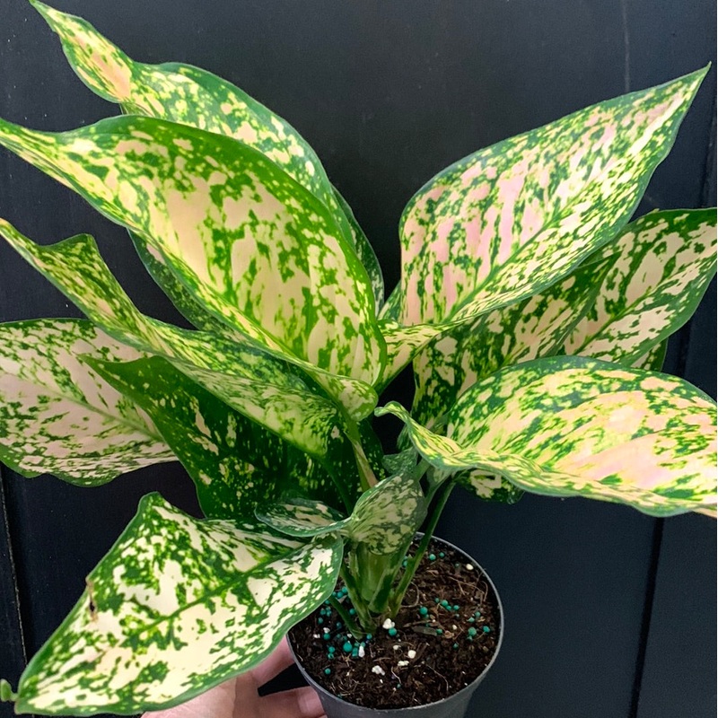 Aglaonema Pink Princess 5″ Pot