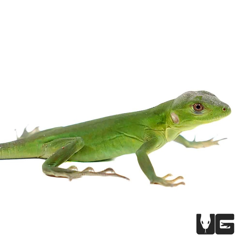 Baby Panda Dragons (Pied Pectinata) For Sale
