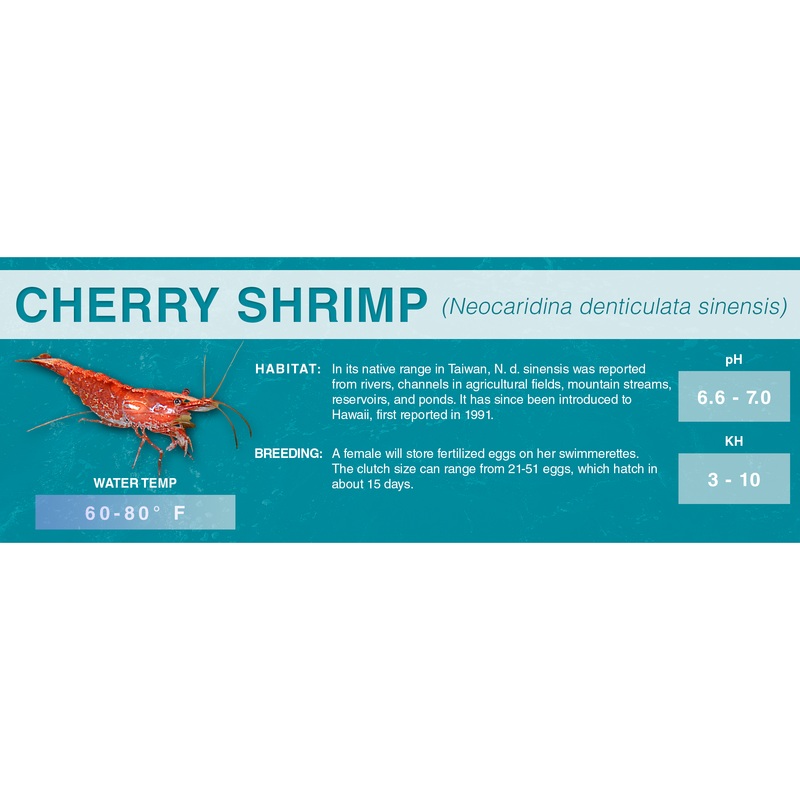 Cherry Shrimp (Neocaridina denticulata sinensis) – Classic Aquarium Label Standard Size (7″x 2.5″)