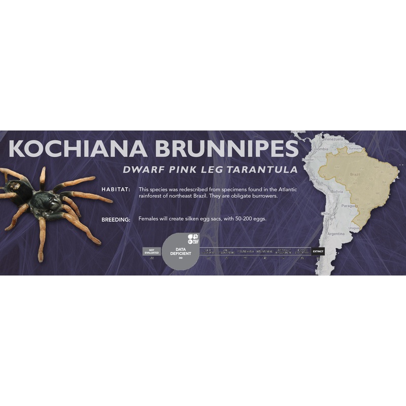 Dwarf Pink Leg Tarantula (Kochiana brunnipes) – Classic Vivarium Label