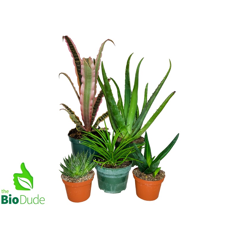 Leopard Gecko Plant Pack V2