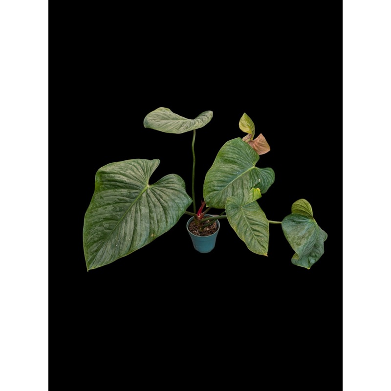Philodendron mamei x P. lynamii