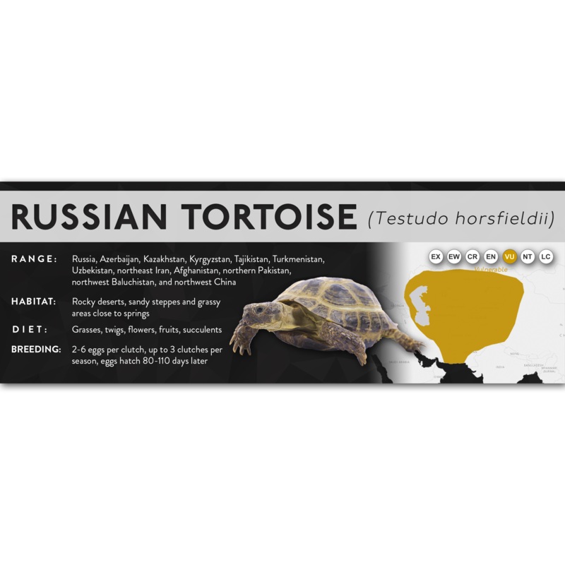 Russian Tortoise (Testudo horsfieldii) – X Label Laminated Paper