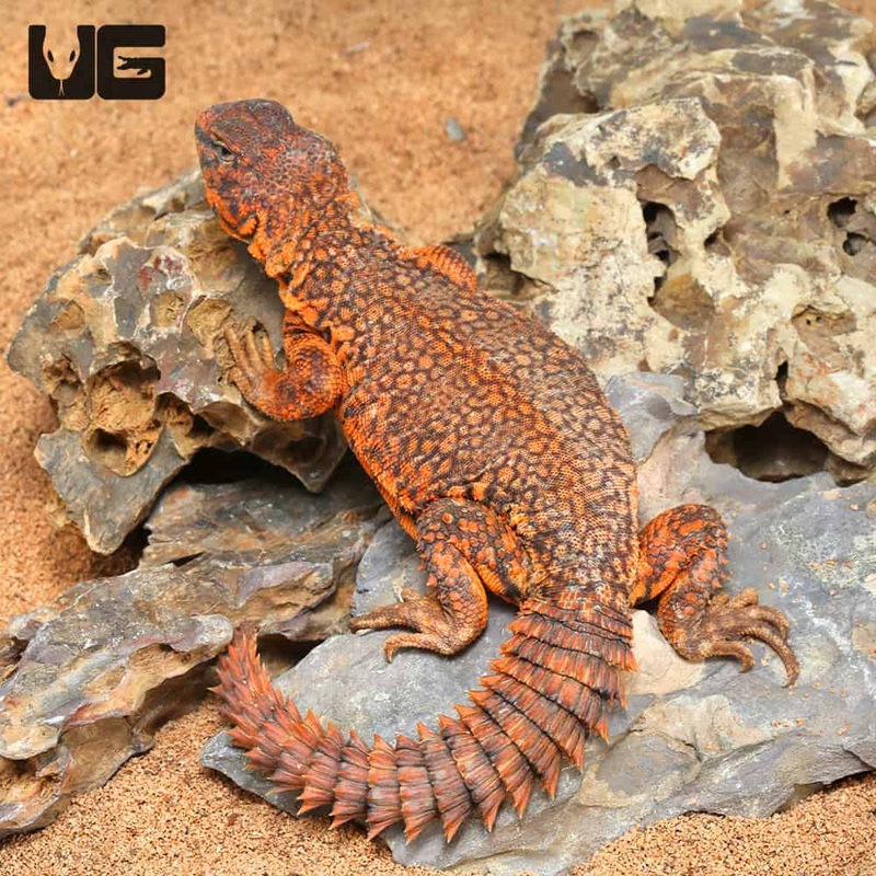 Saharan Red Uromastyxs For Sale