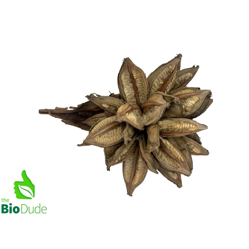 Sororoca Penca Nut Pod