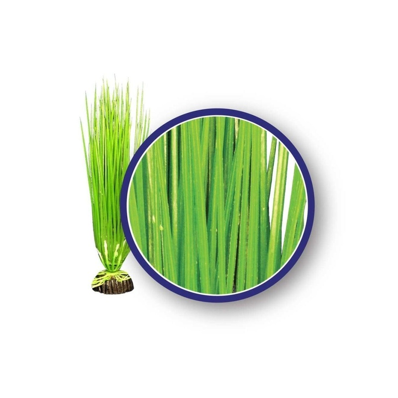 Weco Products Freshwater Series Asian Hairgrass Aquarium Plant Green, 1ea/6 in