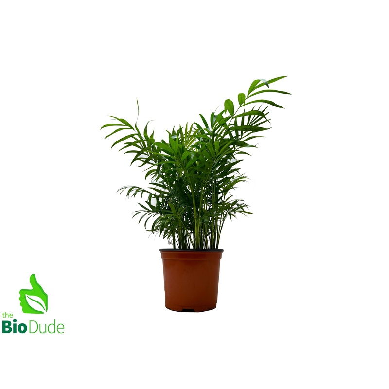 6″ Pot Neanthe Bella Palm