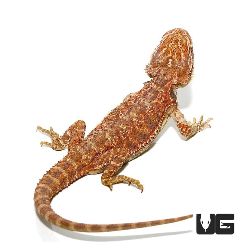 9-11 Inch Inferno Bearded Dragons For Sale
