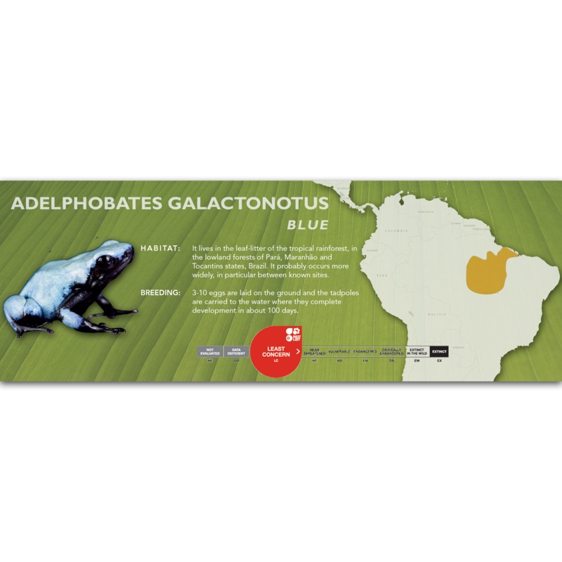 Adelphobates galactonotus – Classic Vivarium Label Blue