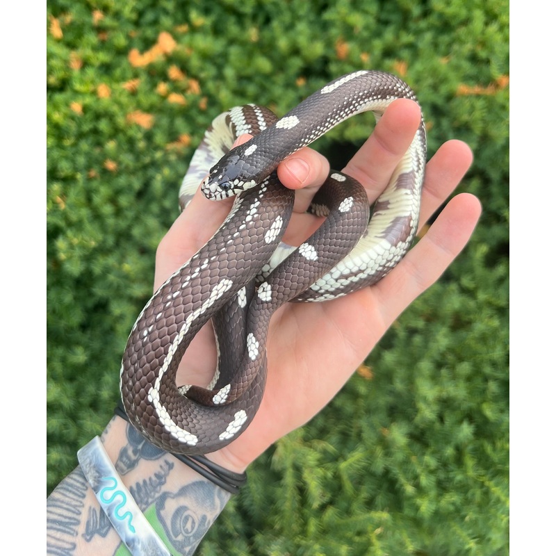 Adult Aberrant California Kingsnake (Female)