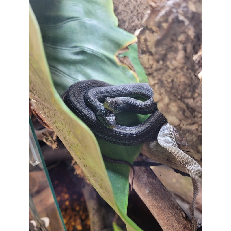 Adult Male Lake Chapala Garter Snake