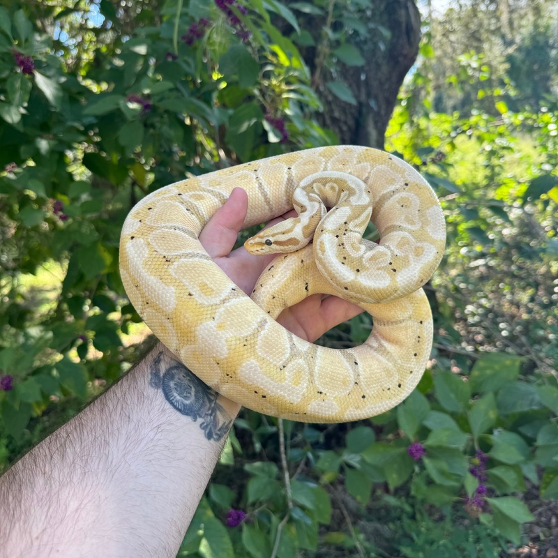 Adult Pastel Banana Ball Python Male
