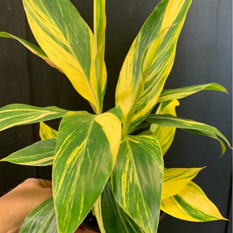 Alpinia zerumbet variegata 6″ pot