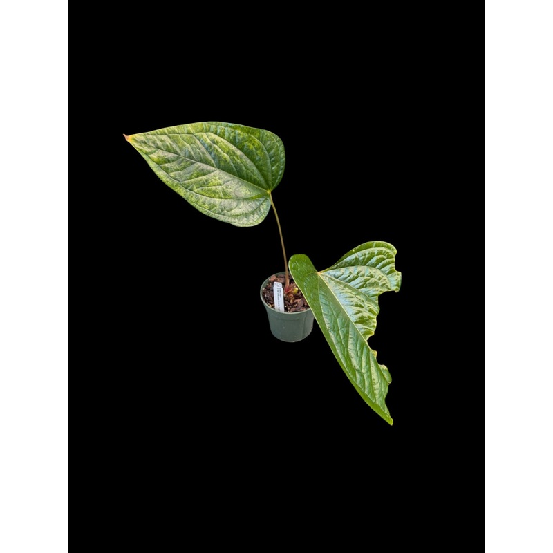 Anthurium green crocodile ‘Inverse Crossing’