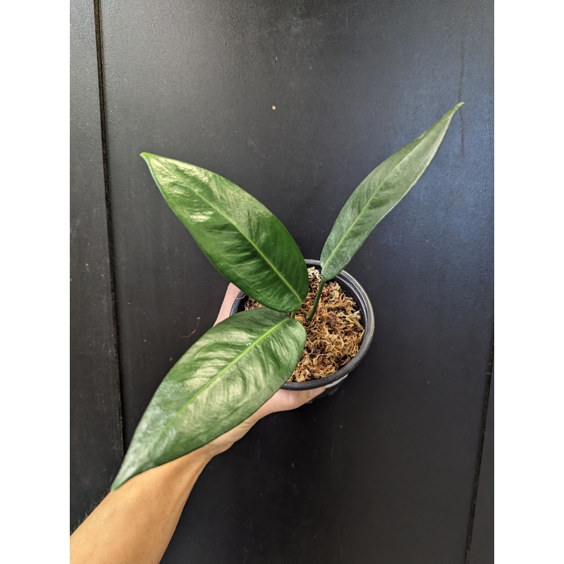 Anthurium nangaritza