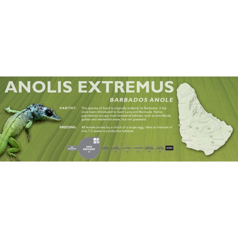 Barbados Anole (Anolis extremus) Classic Vivarium Label