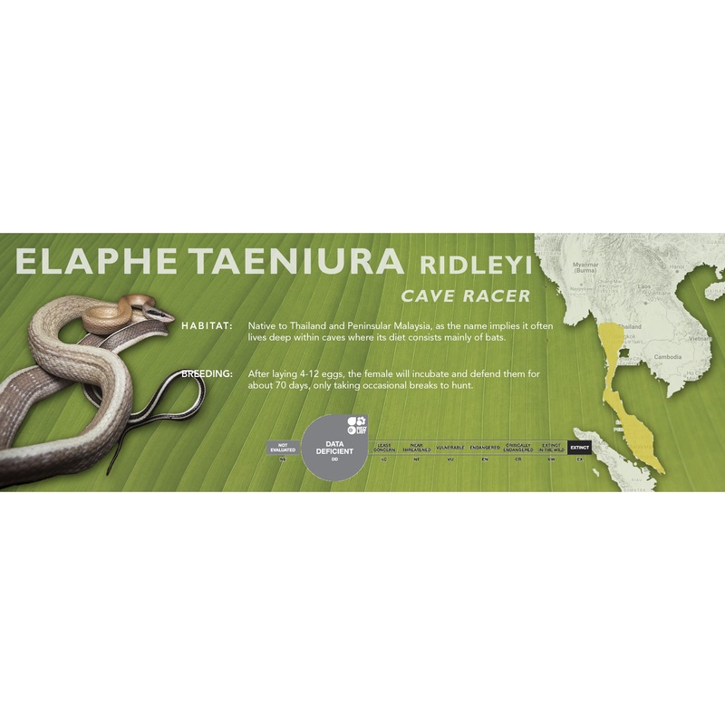 Cave Racer (Elaphe taeniura ridleyi – Orthriophis taeniurus ridleyi) Classic Vivarium Label Elaphe