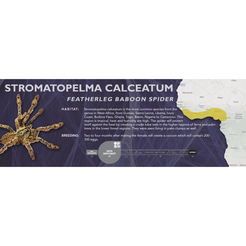Featherleg Baboon Spider (Stromatopelma calceatum) – Classic Vivarium Label