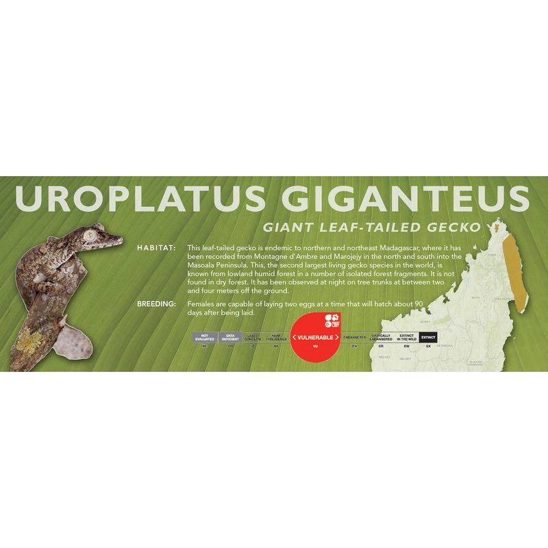 Giant Leaf-Tailed Gecko (Uroplatus giganteus) Classic Vivarium Label