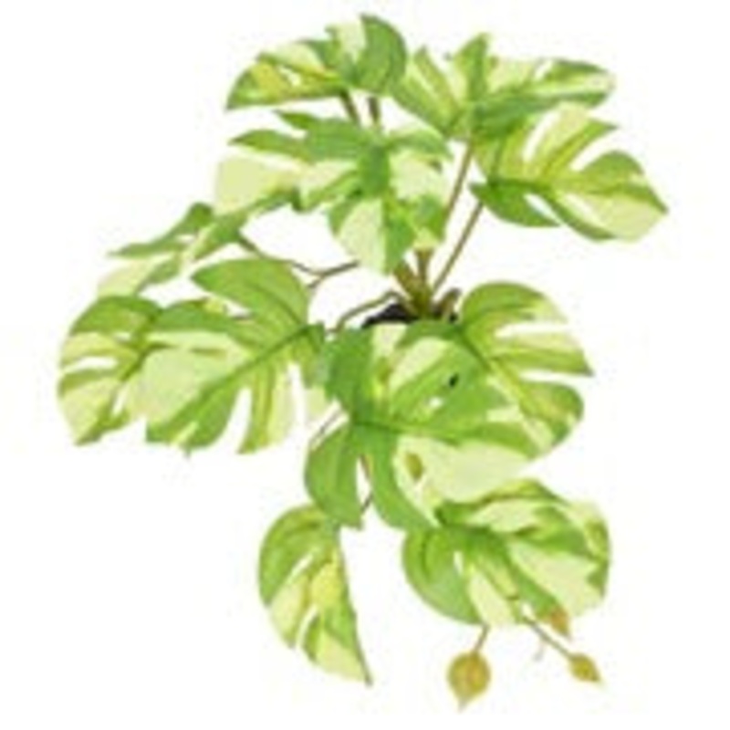 Komodo Variegated Monster – Small 5″