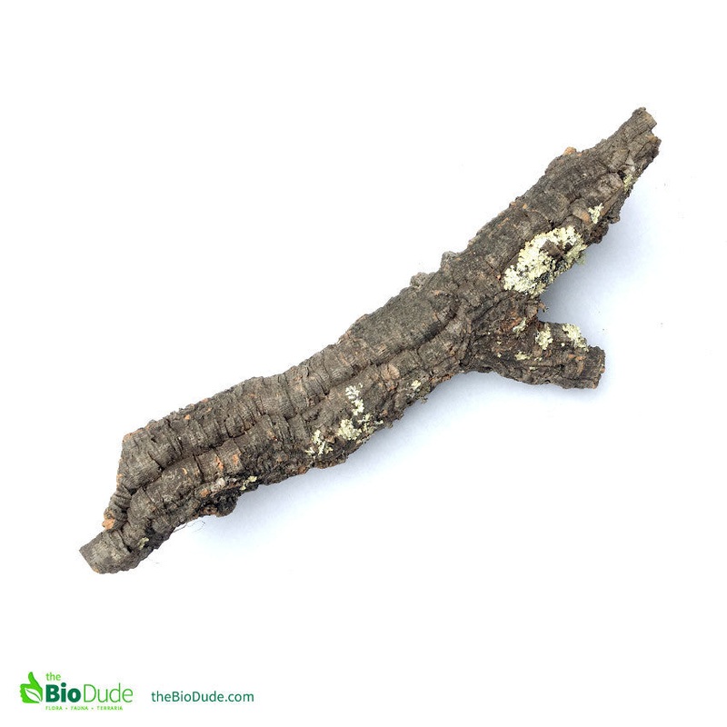 Large *Show Grade* Cork Bark Tube 24″ – 32″