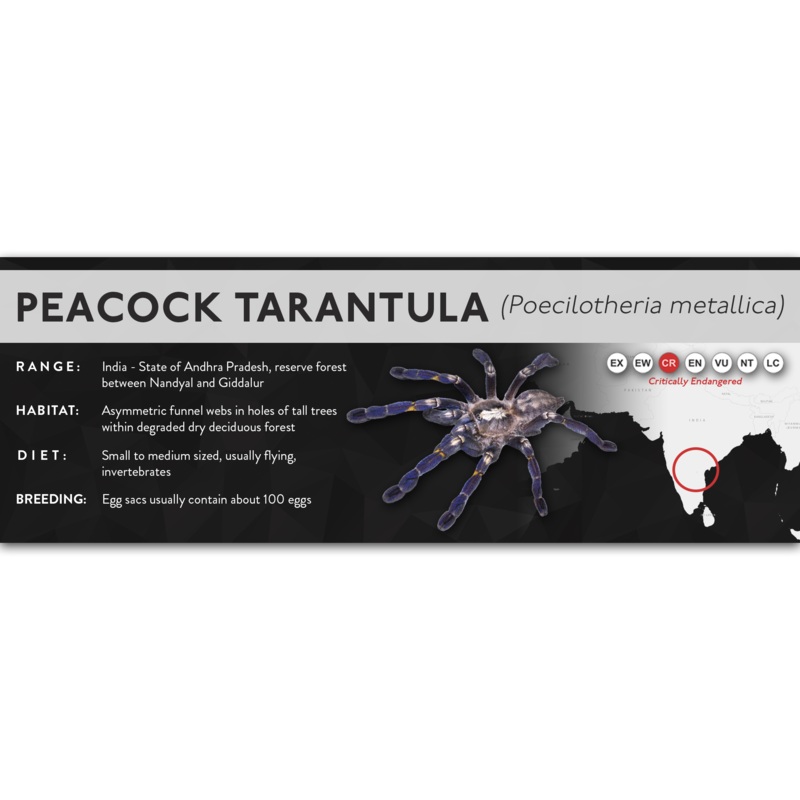 Peacock Tarantula (Poecilotheria metallica) – X Label Regular Size (7″ x 2.5″) Laminated Paper