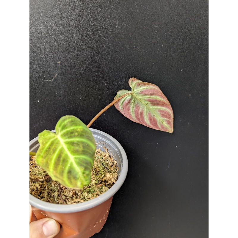Philodendron verrucosum mini cobra 4″ Pot