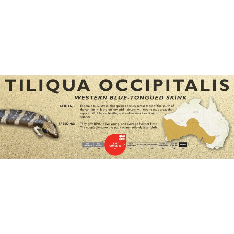 Western Blue-Tongued Skink (Tiliqua occipitalis) Classic Vivarium Label