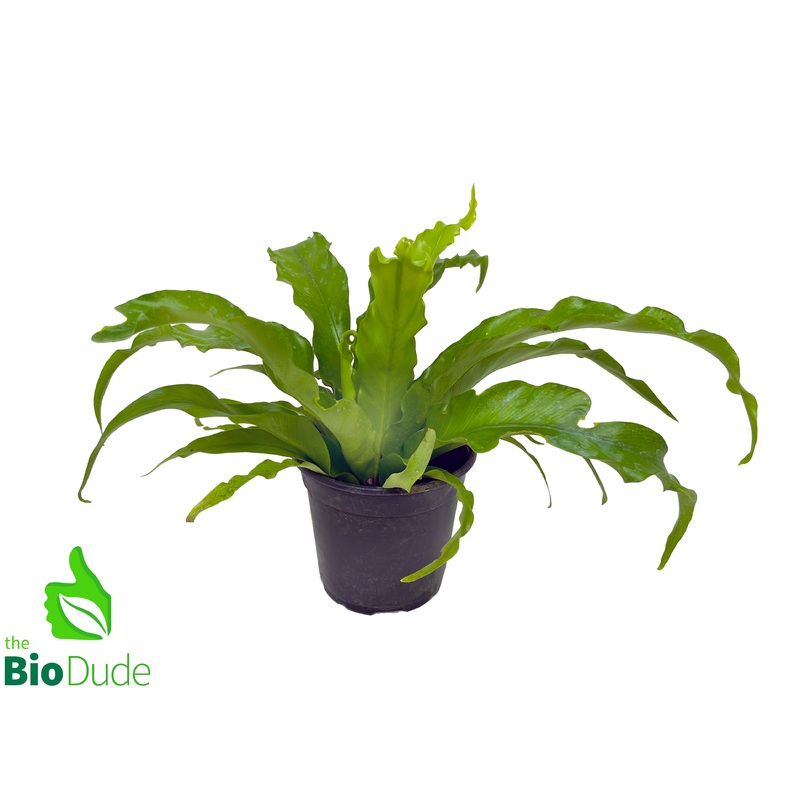4″ Pot Bird’s Nest Fern Victoria