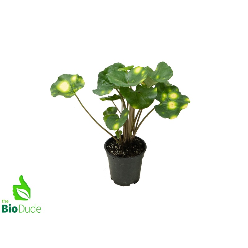 4″ Pot Farfugium Firefly