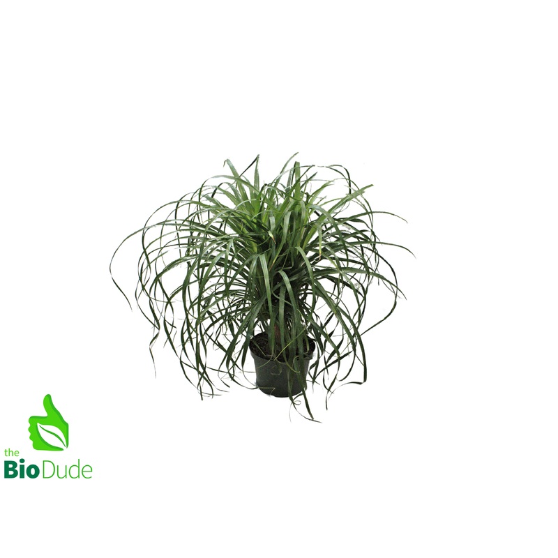 8″ Pot Guatemalan Ponytail Palm