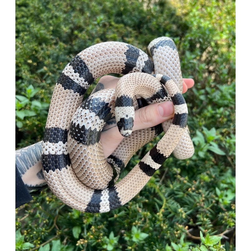 Adult Anery Honduran Milksnake (Male)