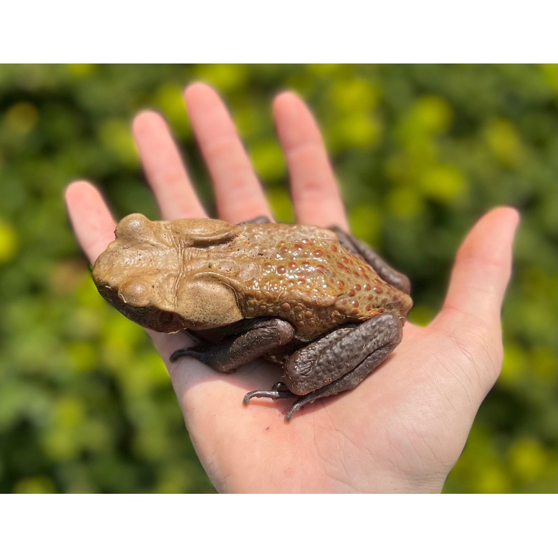 Adult Smooth Sided Toad