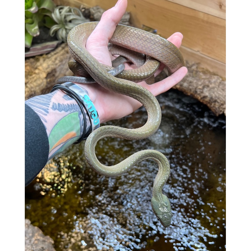 Adult XL Malaysian Black Headed Cat Snake (Male)