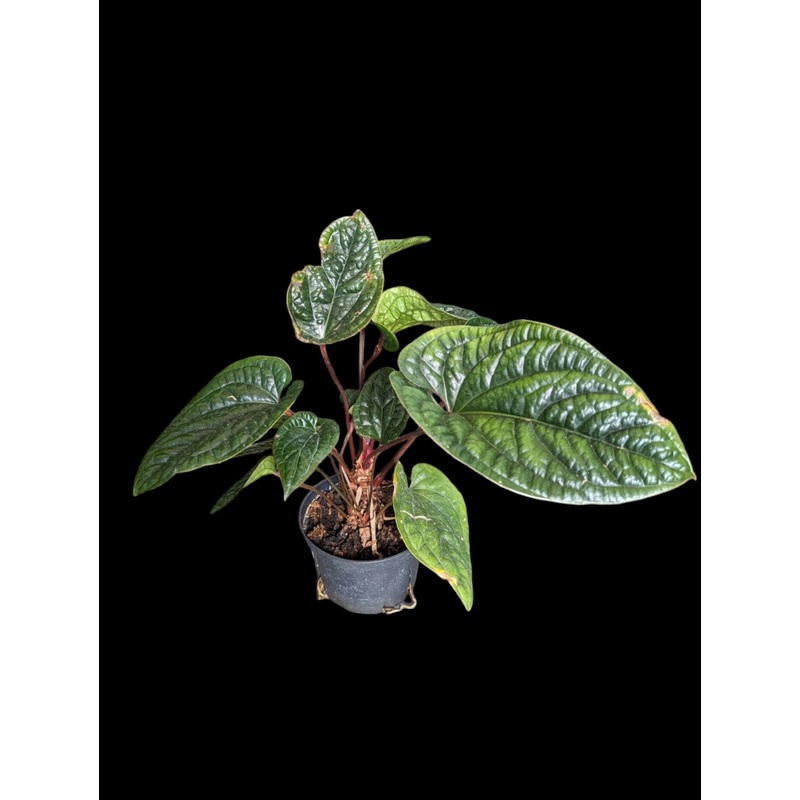 Anthurium Luxurians Medium