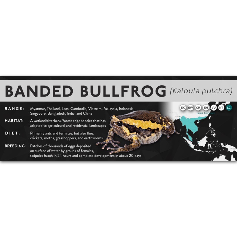 Banded Bullfrog (Kaloula pulchra) – X Label Laminated Paper