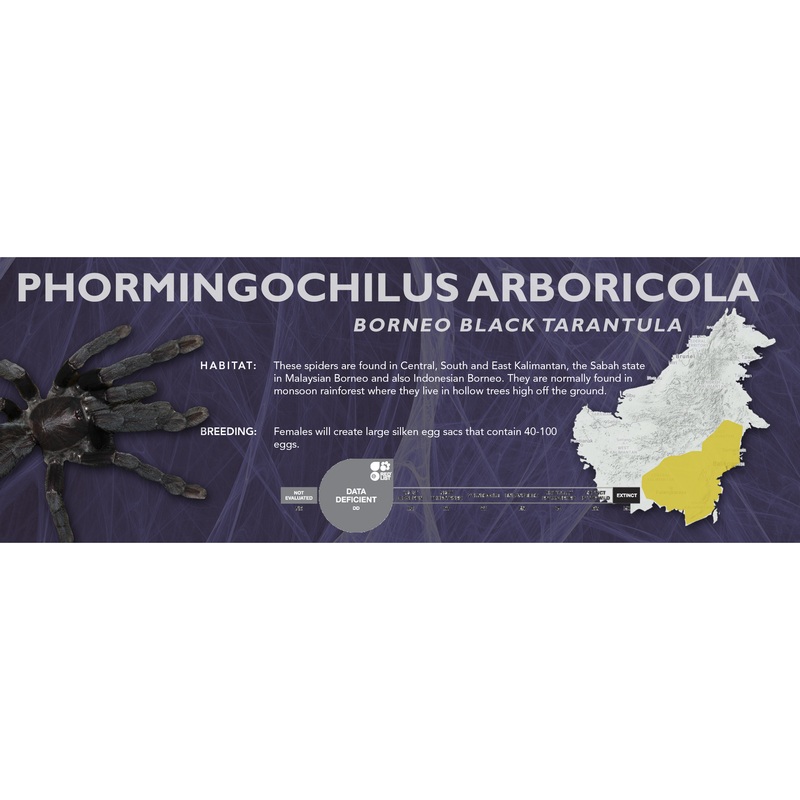 Borneo Black Tarantula (Phormingochilus arboricola) – Classic Vivarium Label