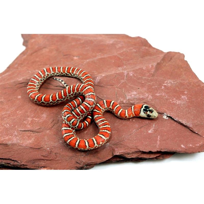 Chihuahua Mountain Kingsnake