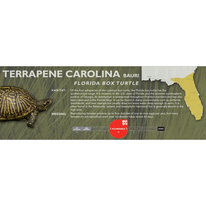 Florida Box Turtle (Terrapene carolina bauri) – Classic Vivarium Label