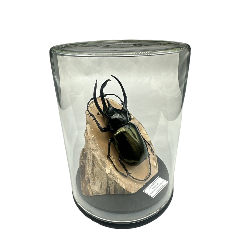 Giant Rhino Beetle (Chalcosoma caucasus) – Glass Dome – Large