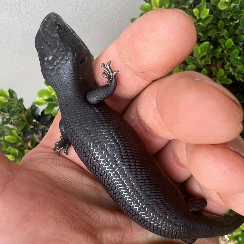 Melanistic (Black) Blue Tongue Lizards
