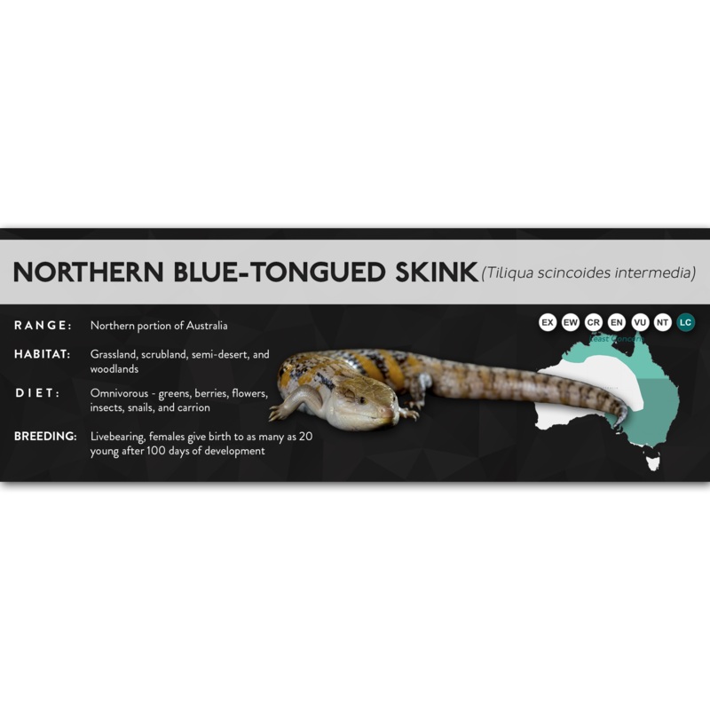 Northern Blue-Tongued Skink (Tiliqua scincoides intermedia) – X Label Laminated Paper