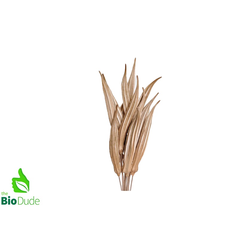 Okra Seed Pod