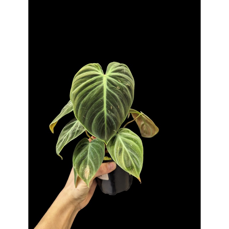 Philodendron El Choco Red Deli Cup