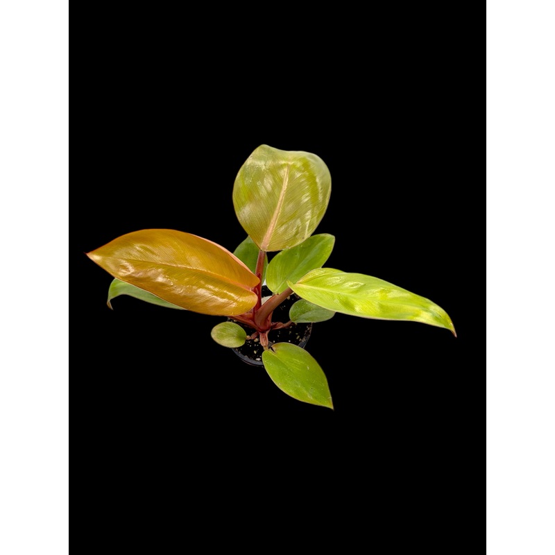 Philodendron Mars 3.5″ Pot