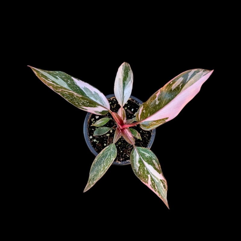 Philodendron Pink Princess 3.5″ Pot