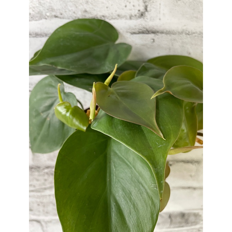 Philodendron scandens 3.5″ Pot