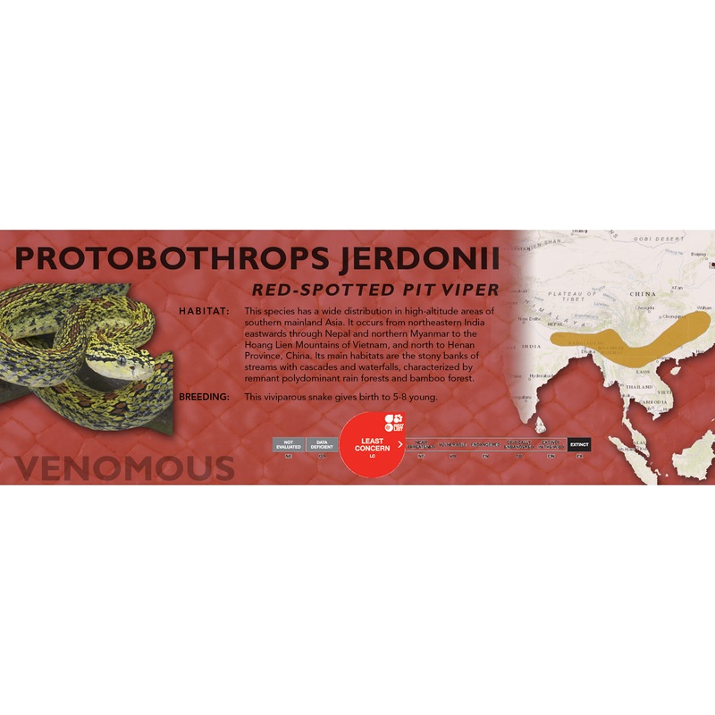 Red-Spotted Pit Viper (Protobothrops jerdonii) Classic Vivarium Label Original
