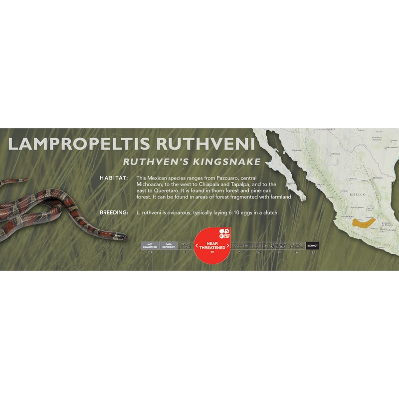 Ruthven’s Kingsnake (Lampropeltis ruthveni) Classic Vivarium Label
