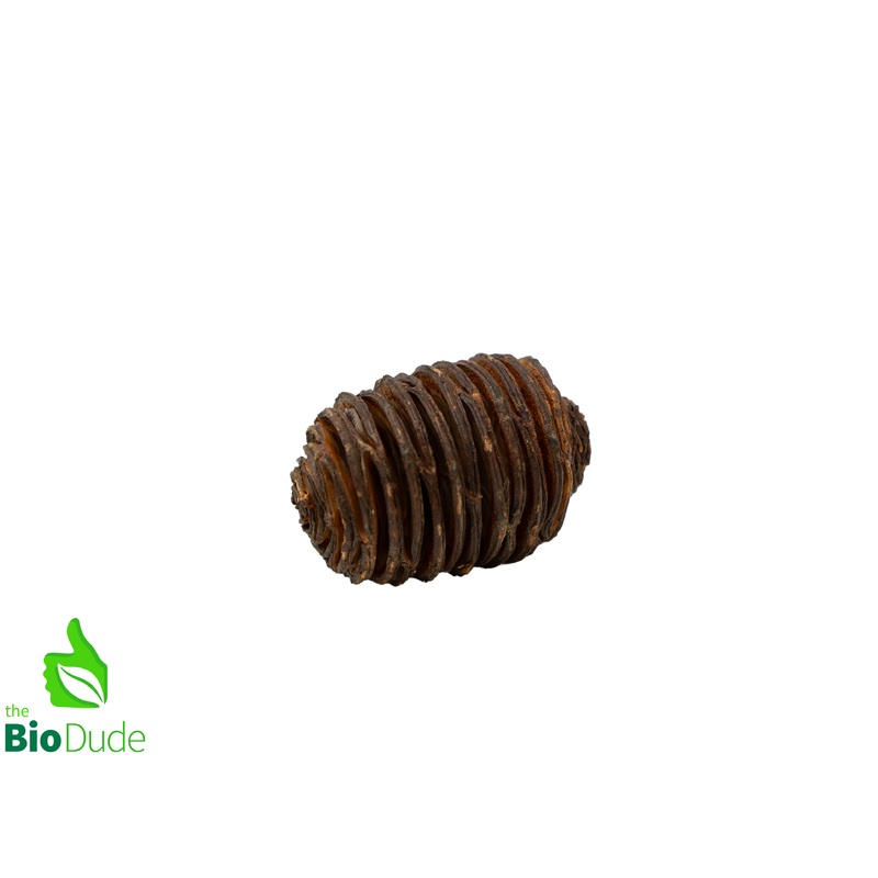 Spiral Cone